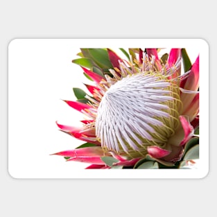 King Protea Sticker